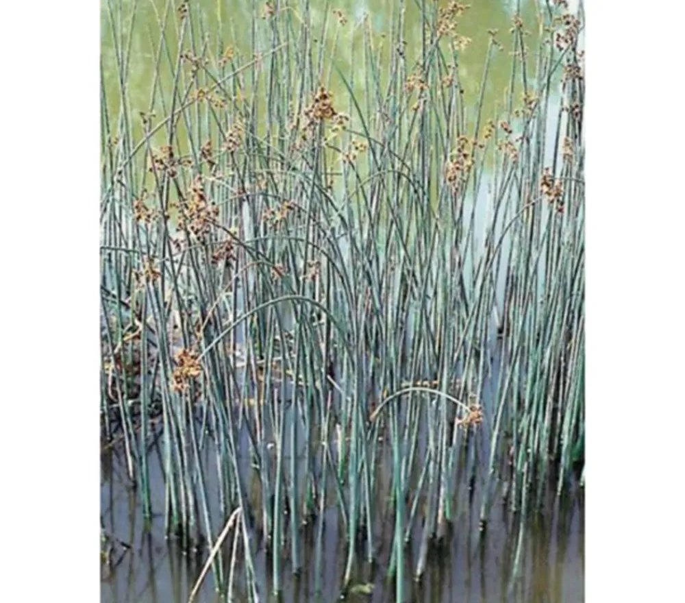 Dehner Aqua Teichpflanzen|Teichpflanzen > Seesimse