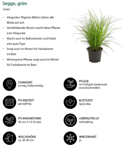 Dehner Grabschmuck & Grabgestaltung|Gräser - Segge, verschiedene Sorten Grün