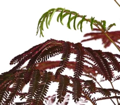 Dehner Seidenbaum 'Summer Chocolate' Rosa Sale