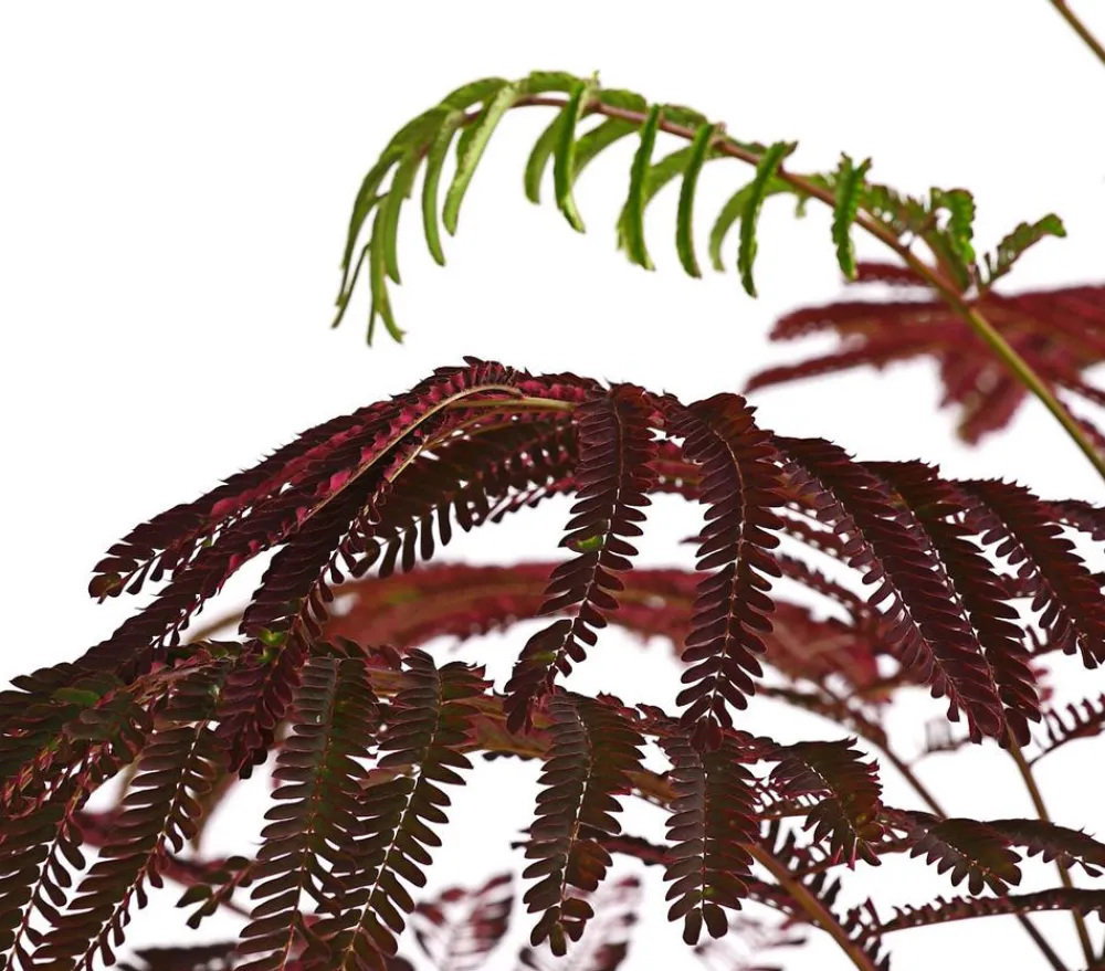 Dehner Seidenbaum 'Summer Chocolate' Rosa Sale