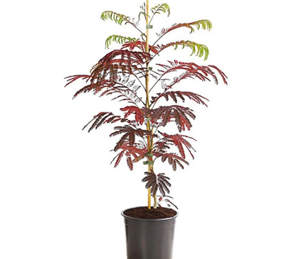Dehner Seidenbaum 'Summer Chocolate' Rosa Sale