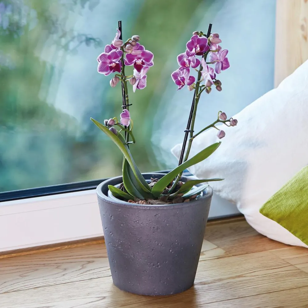 Torf & Blähton|Spezialerde - Seramis Spezial-Substrat für Orchideen