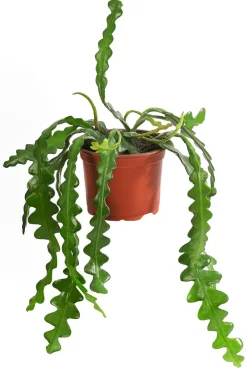 Dehner Kakteen|Grünpflanzen > Sägeblattkaktus - Epiphyllum anguliger