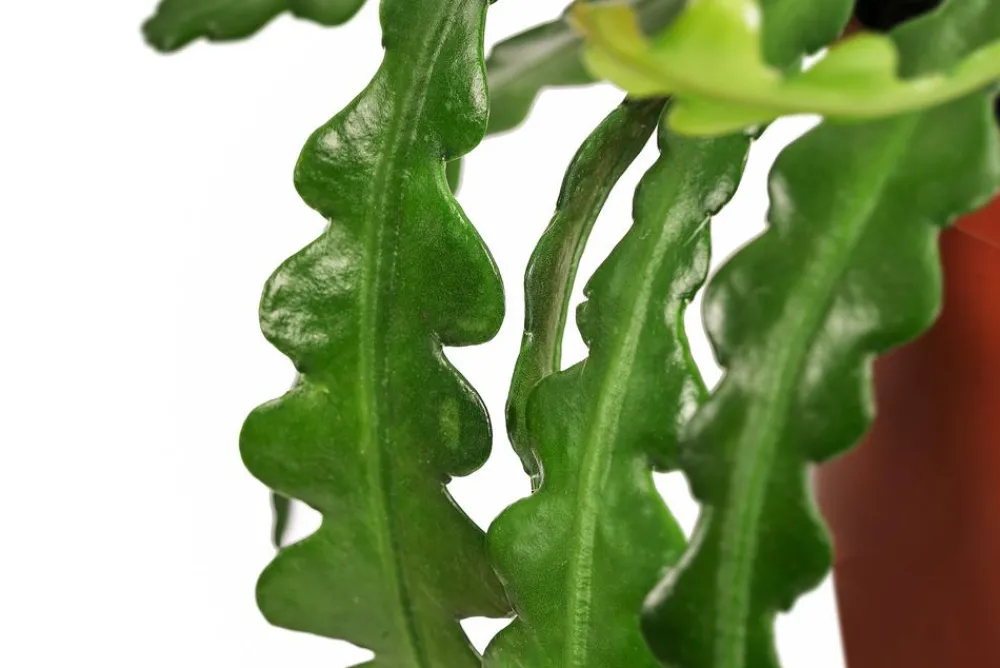 Dehner Kakteen|Grünpflanzen > Sägeblattkaktus - Epiphyllum anguliger