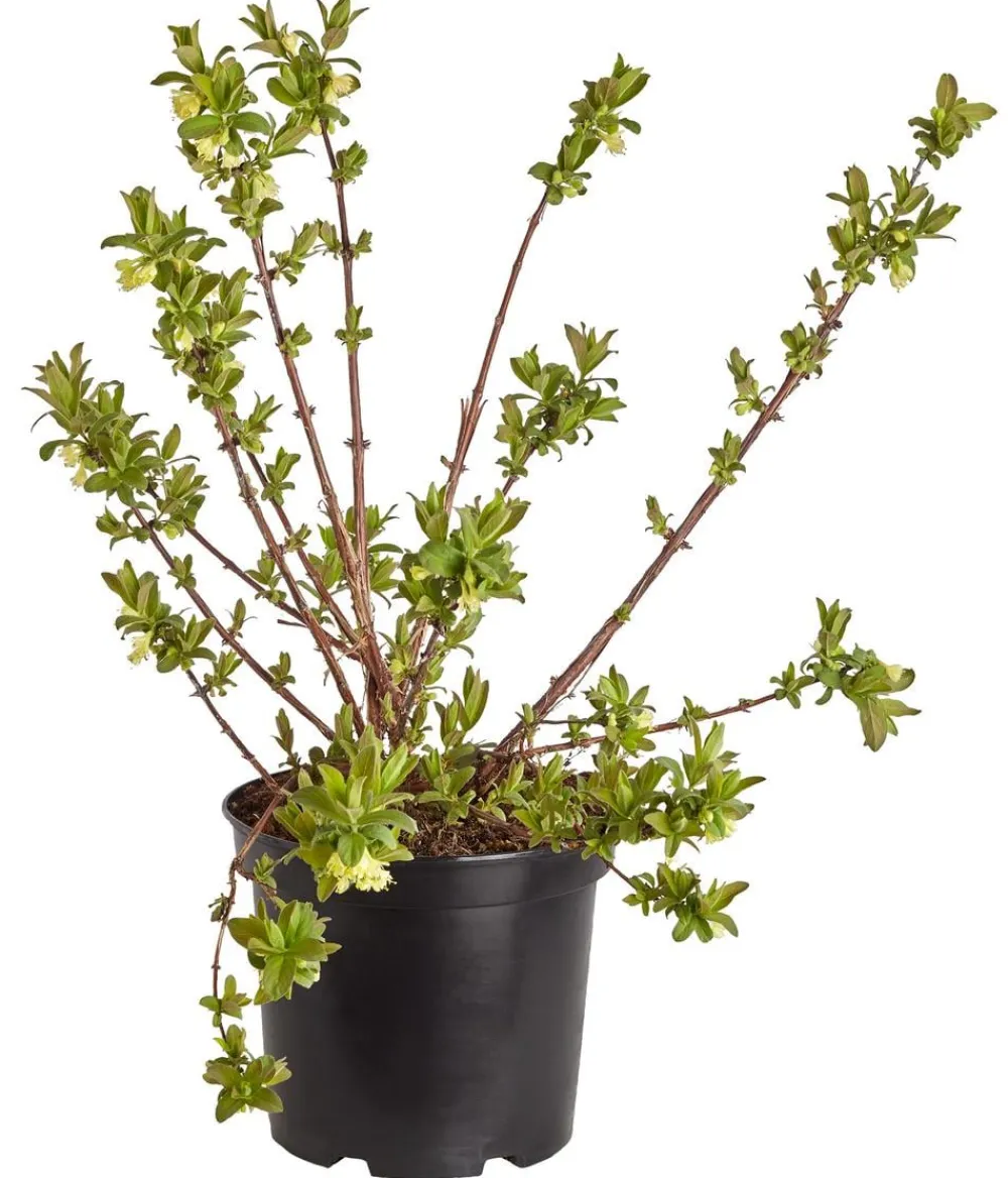 Dehner Weinreben & Gartenobst|Beerensträucher - Sibirische beere 'MyBerry® Sweet' Blau