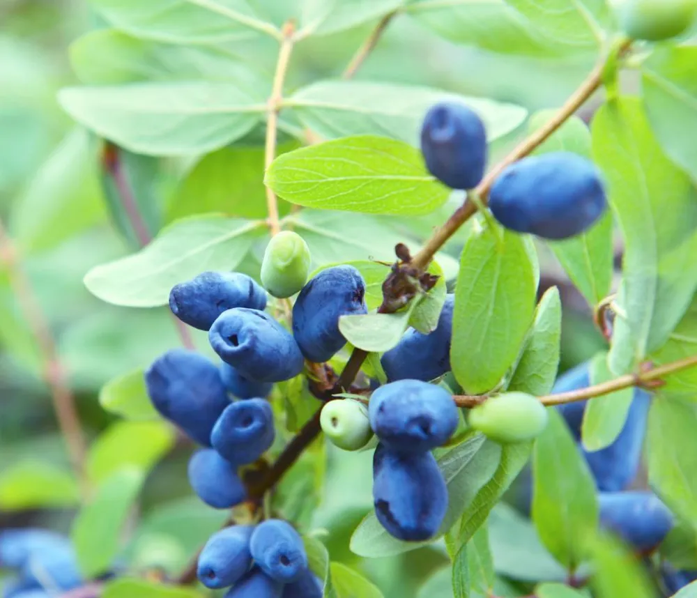 Dehner Weinreben & Gartenobst|Beerensträucher - Sibirische beere 'MyBerry® Sweet' Blau