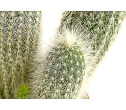 Dehner Kakteen > Silberkerzenkaktus - Cleistocactus strausii