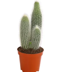 Dehner Kakteen > Silberkerzenkaktus - Cleistocactus strausii