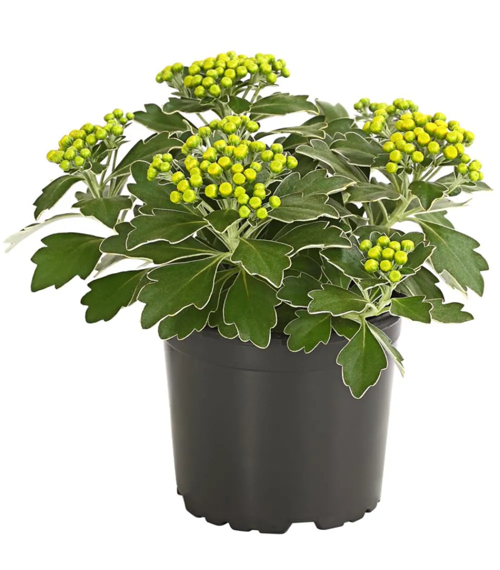 Herbstzauber Sommerstauden - Silberrand-Chrysantheme Gelb
