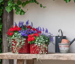 Dehner Sommerblumen > Silberregen