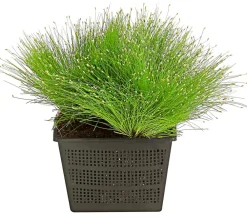 Dehner Aqua Simse Grün Outlet