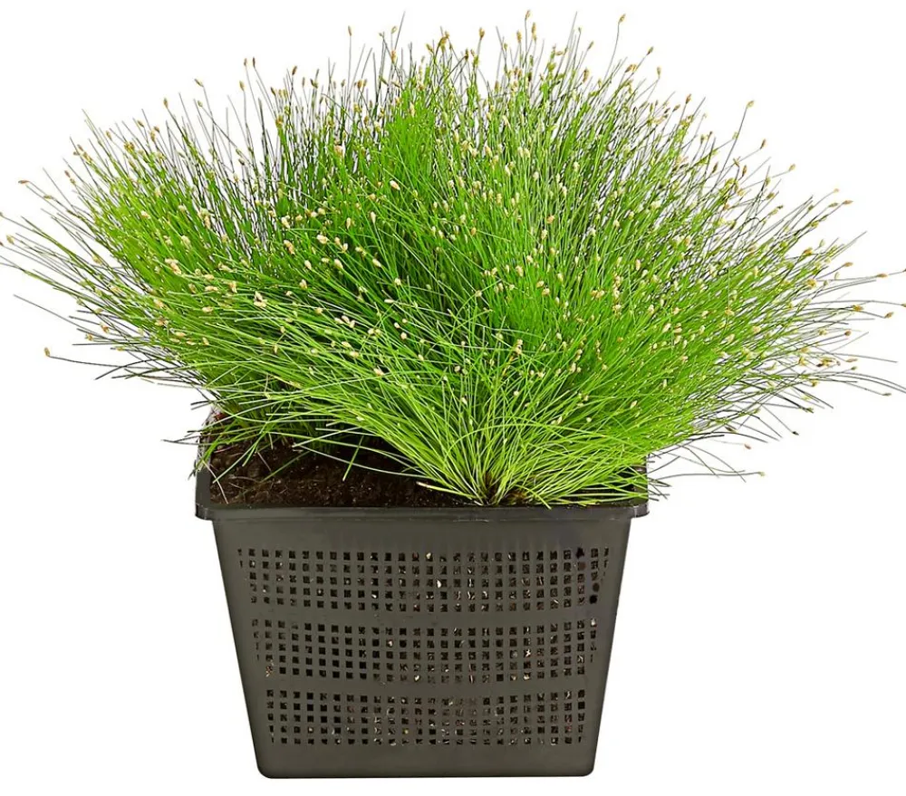 Dehner Aqua Simse Grün Outlet