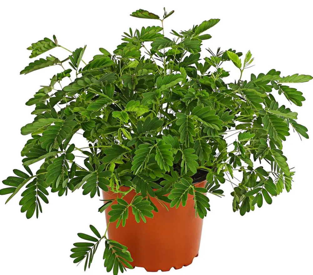 Dehner Grünpflanzen - Sinnpflanze - Mimosa pudica Grün