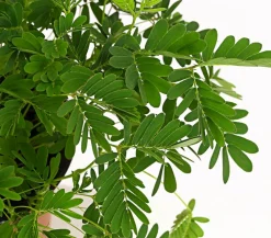Dehner Grünpflanzen - Sinnpflanze - Mimosa pudica Grün