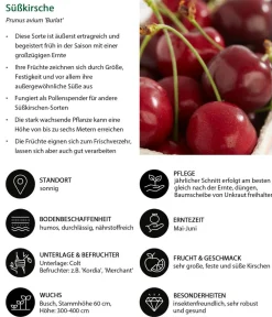 Dehner Obstbäume|Kirschbäume > Süßkirsche 'Burlat'