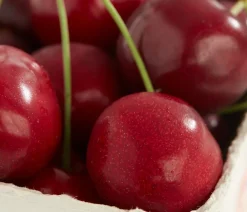 Dehner Obstbäume|Kirschbäume - Süßkirsche 'Burlat' Rot