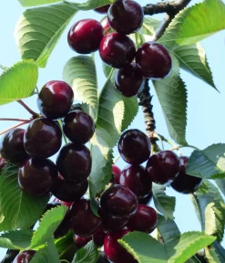 Dehner Obstbäume|Kirschbäume - Süßkirsche 'Kordia' Dunkelrot