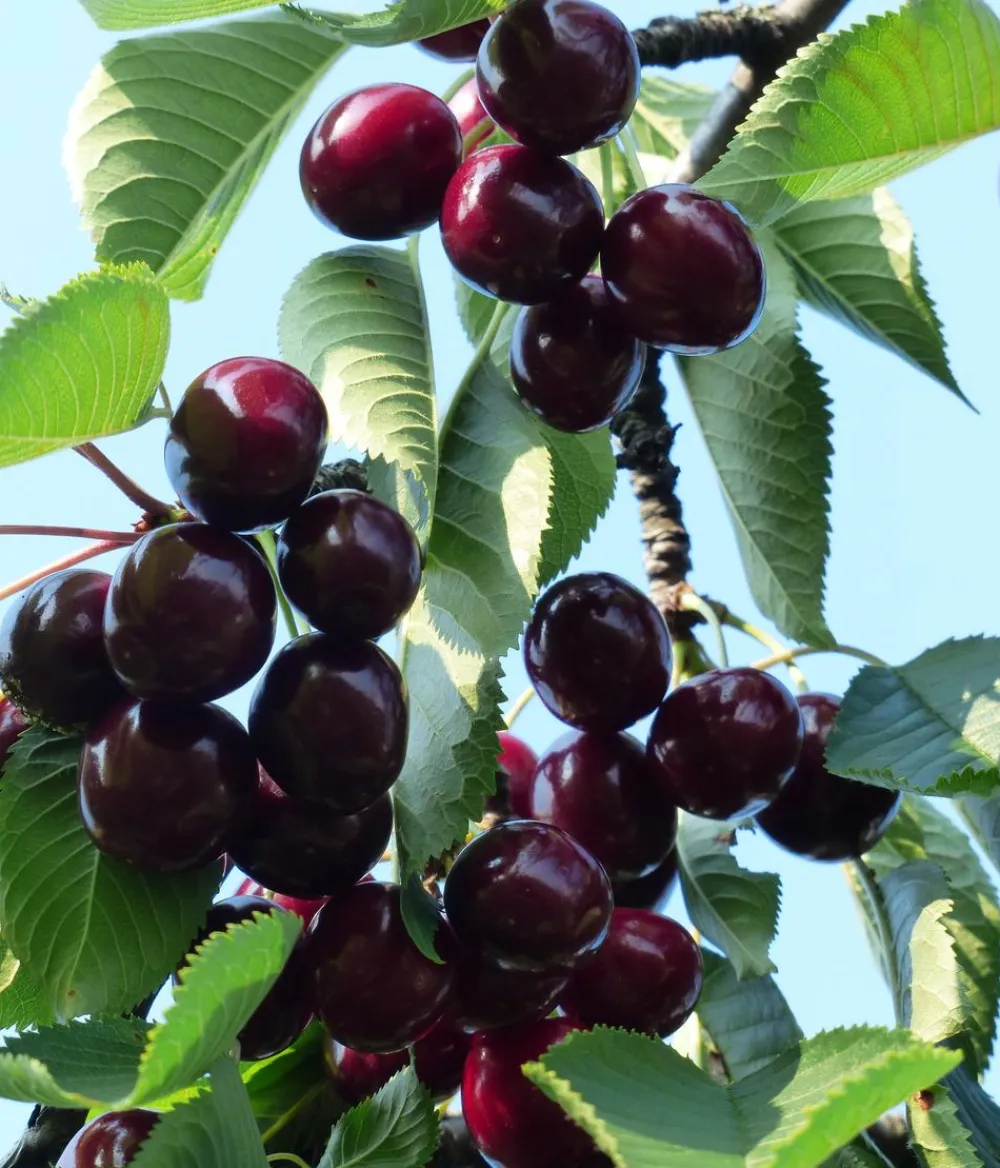 Dehner Obstbäume|Kirschbäume - Süßkirsche 'Kordia' Dunkelrot