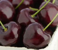 Dehner Obstbäume|Kirschbäume - Süßkirsche 'Kordia' Dunkelrot