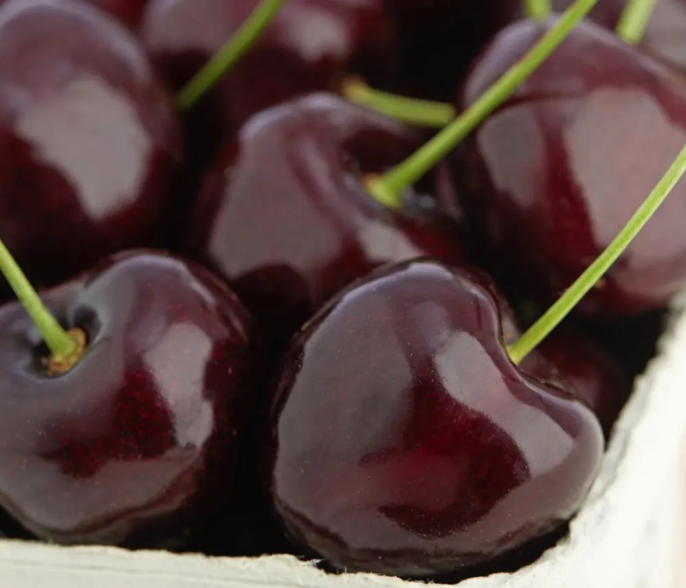 Dehner Obstbäume|Kirschbäume - Süßkirsche 'Kordia' Dunkelrot