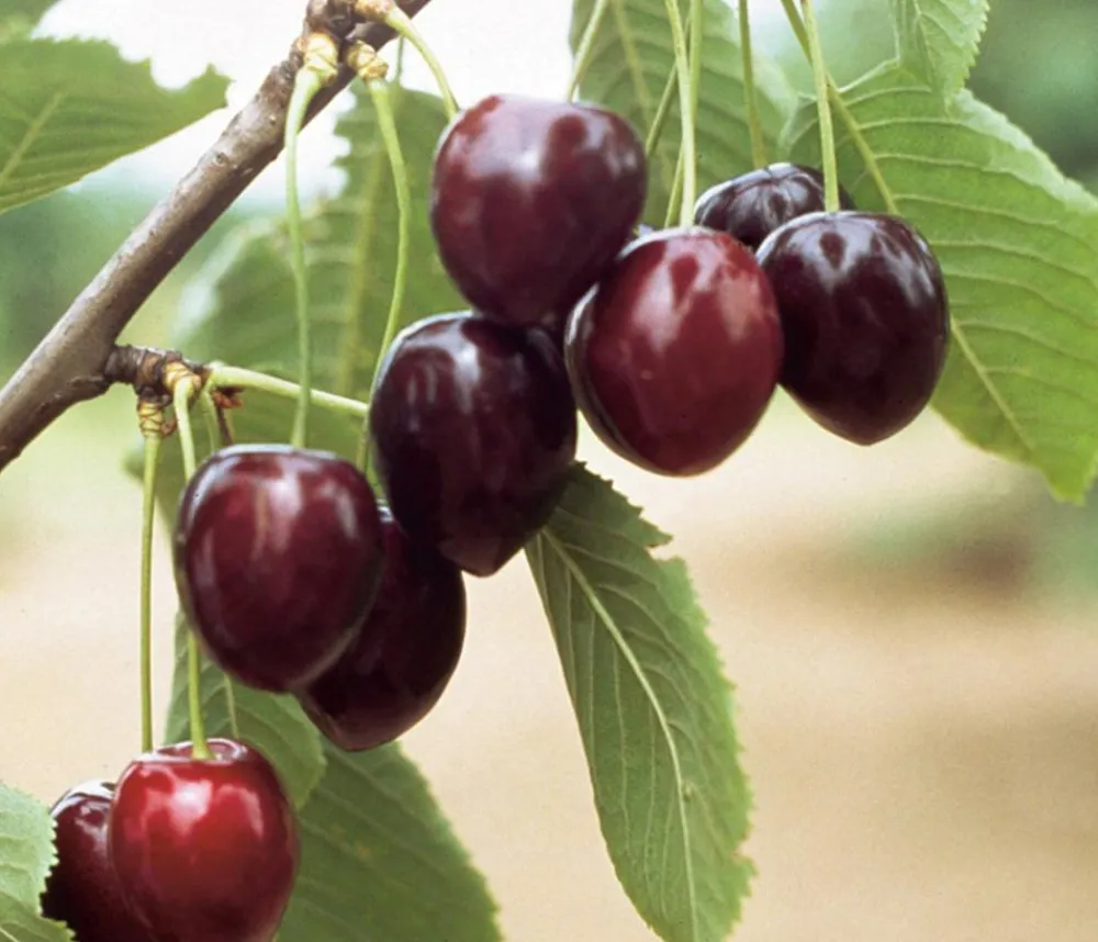 Dehner Obstbäume|Kirschbäume - Süßkirsche 'Kordia' Dunkelrot