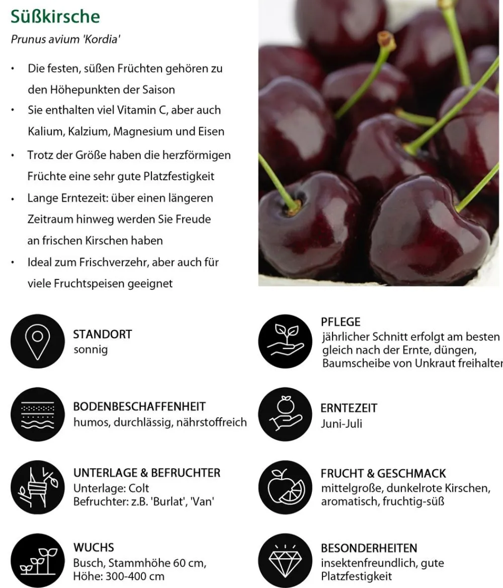 Dehner Obstbäume|Kirschbäume - Süßkirsche 'Kordia' Dunkelrot