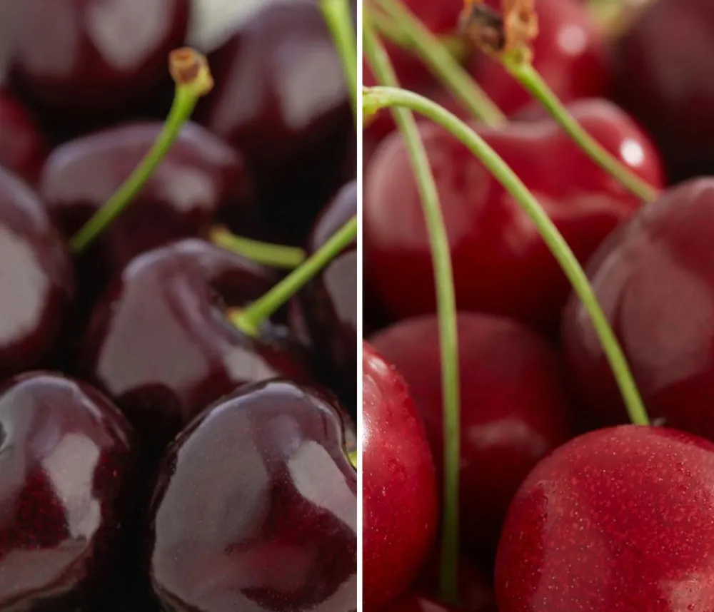 Dehner Obstbäume|Kirschbäume - Süßkirschen-Duo 'Kordia/Burlat' Dunkelrot