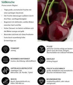 Dehner Obstbäume|Kirschbäume > Süßkirsche 'Regina'