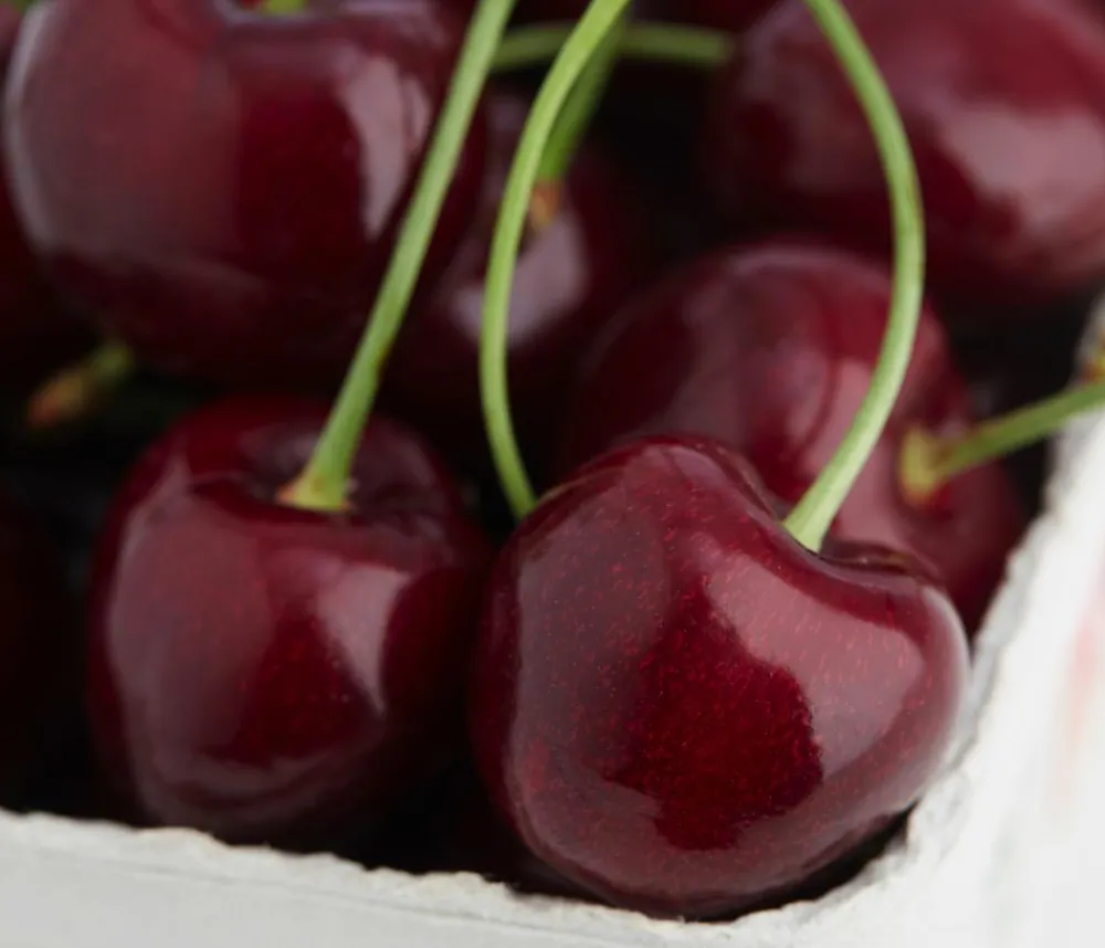 Dehner Obstbäume|Kirschbäume > Süßkirsche 'Regina'