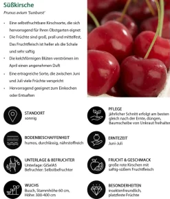 Dehner Obstbäume|Kirschbäume > Süßkirsche 'Sunburst'