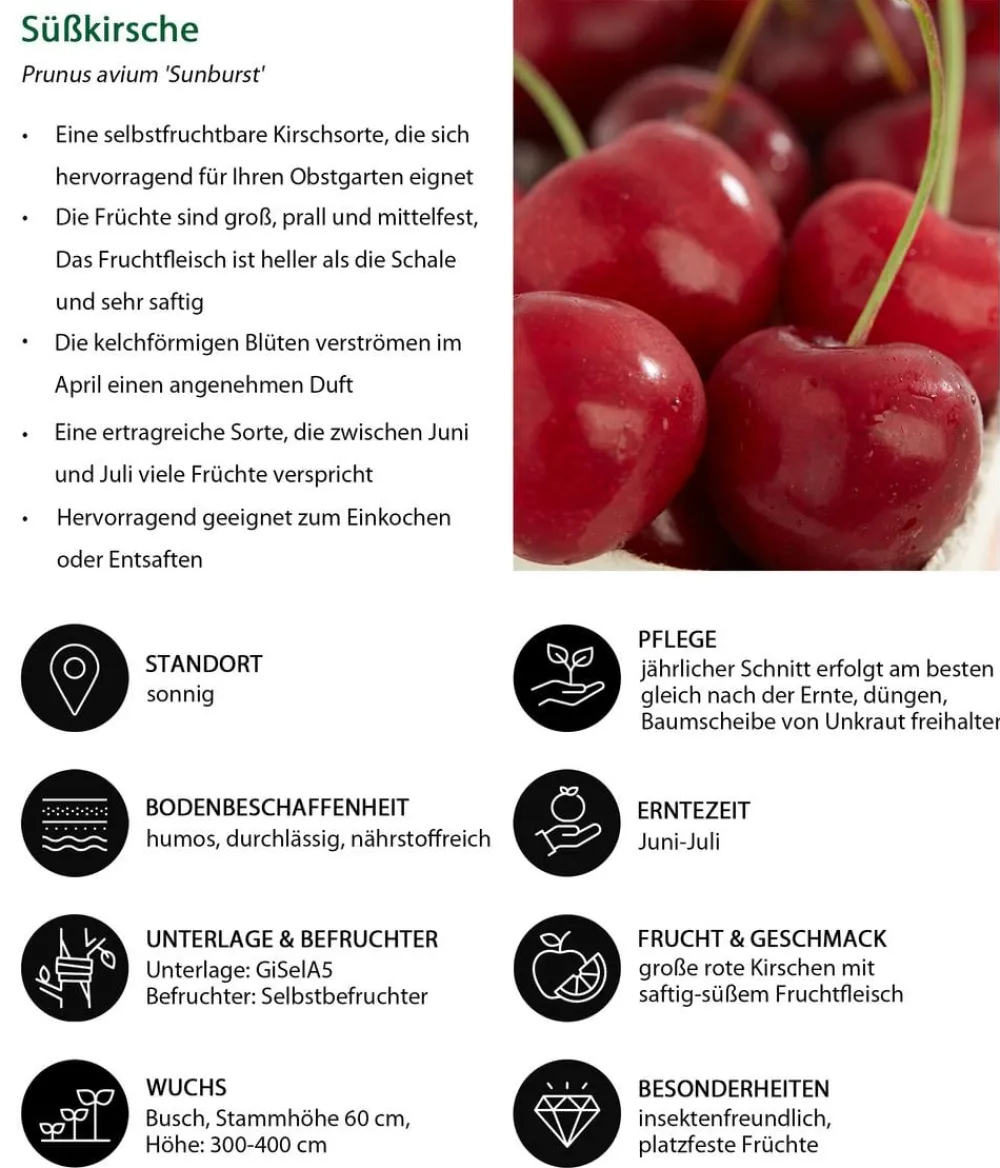 Dehner Obstbäume|Kirschbäume > Süßkirsche 'Sunburst'