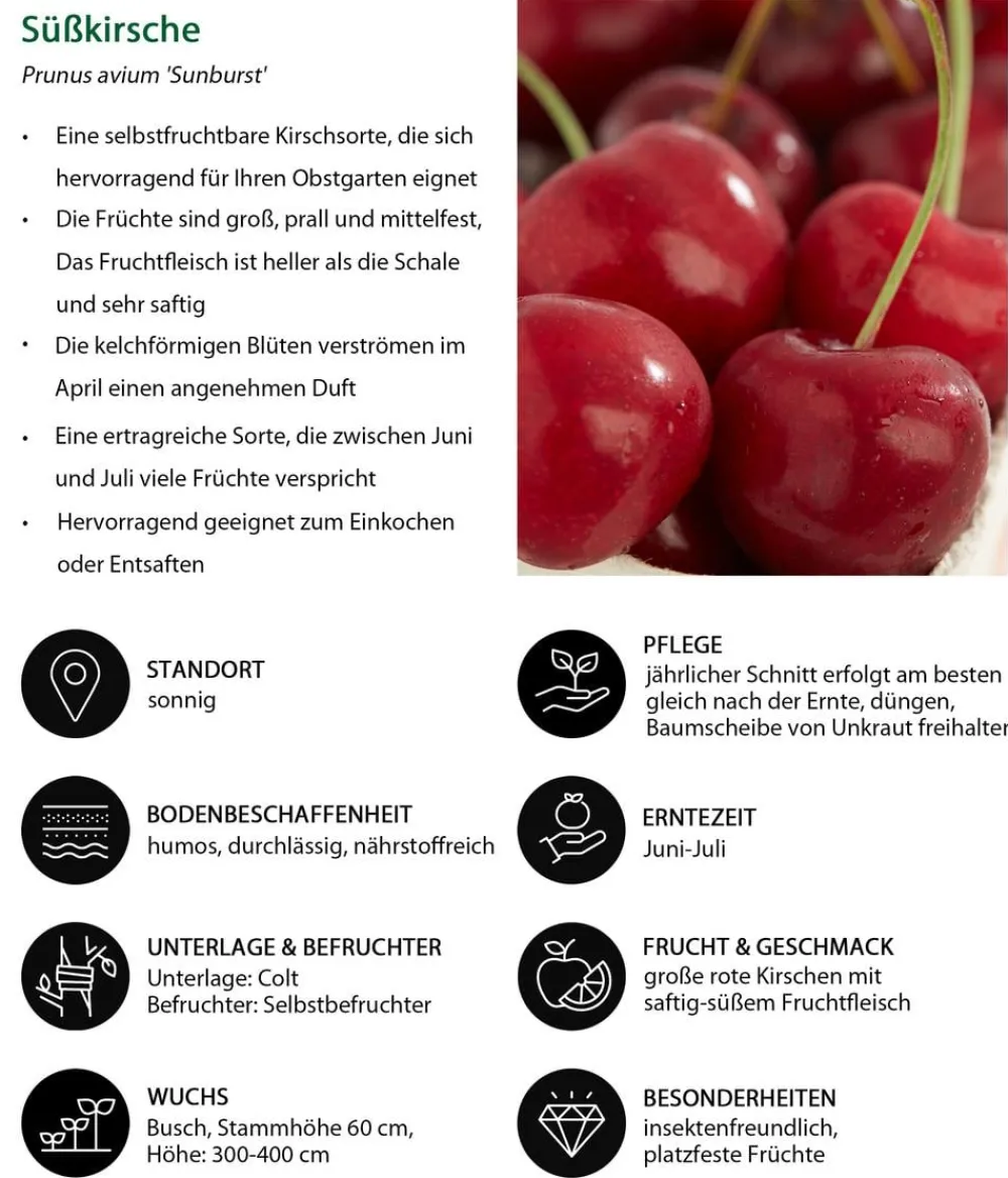 Dehner Süßkirsche 'Sunburst' Rot New