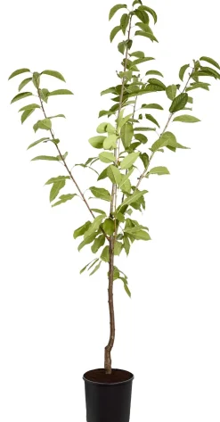 Dehner Süßkirsche 'Sunburst' Rot New