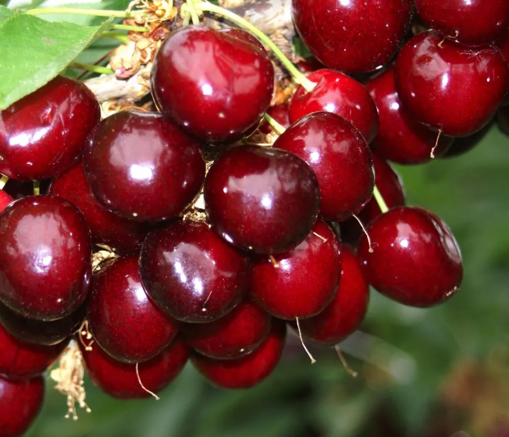 Dehner Obstbäume|Kirschbäume - Süßkirsche 'Sunburst' Rot