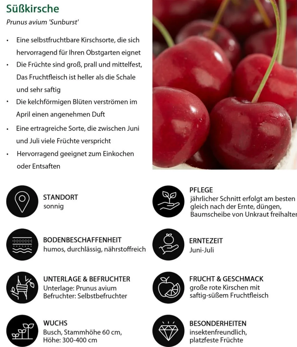 Dehner Obstbäume|Kirschbäume - Süßkirsche 'Sunburst' Rot