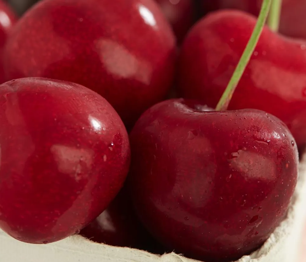 Dehner Obstbäume|Kirschbäume - Süßkirsche 'Sunburst' Rot