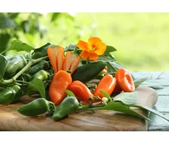 Dehner Peperoni- & Paprikapflanzen - Snackpaprika, Orange