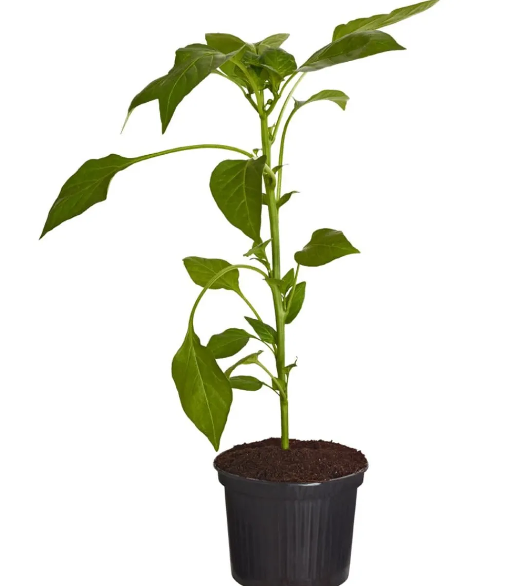 Dehner Snackpaprika, Rot Online