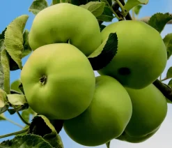 Dehner Obstbäume|Birnen- & Apfelbäume > Sommerapfel 'Klarapfel', weiß