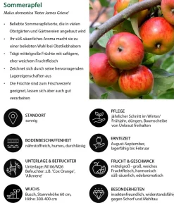 Dehner Obstbäume|Birnen- & Apfelbäume > Sommerapfel 'er James Grieve'
