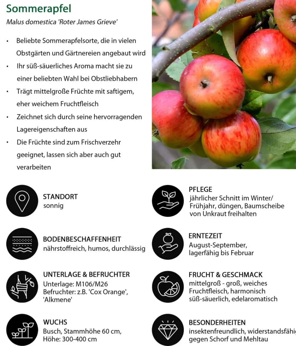 Dehner Obstbäume|Birnen- & Apfelbäume > Sommerapfel 'er James Grieve'