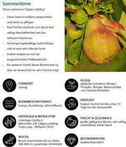 Dehner Obstbäume|Birnen- & Apfelbäume > Sommerbirne 'Clapps Liebling'