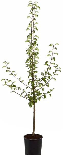 Dehner Obstbäume|Birnen- & Apfelbäume - Sommerbirne 'Gute Luise' Gelb