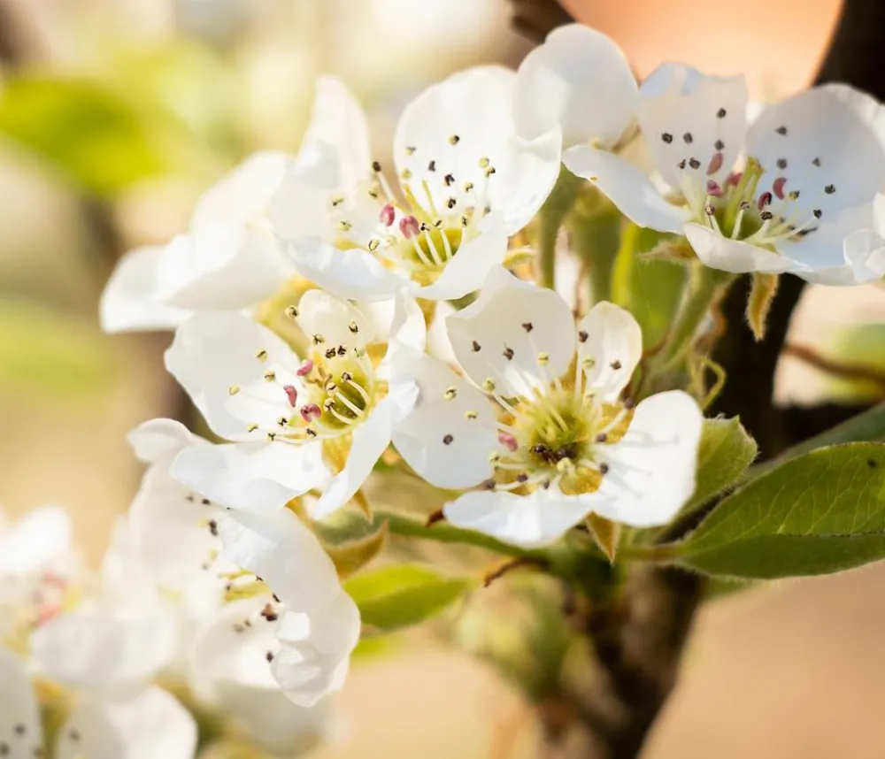 Dehner Obstbäume|Birnen- & Apfelbäume > Sommerbirne 'Williams Christ'