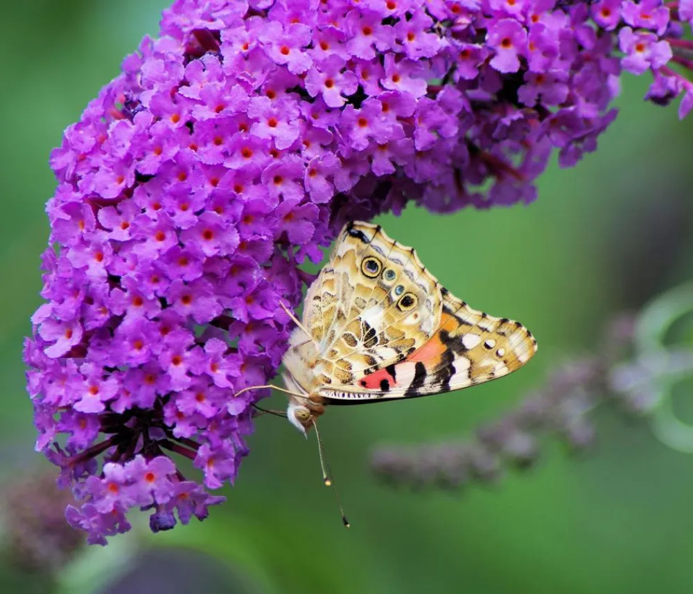 Dehner Laubgehölze|Flieder > Sommerflieder