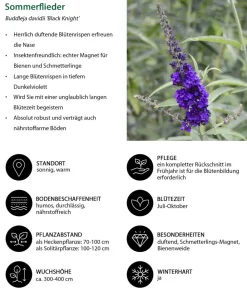 Dehner Sommerflieder, blau Lila Clearance