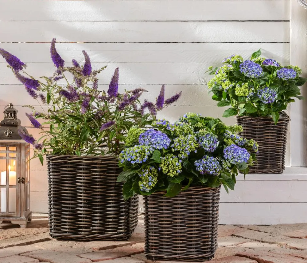 Dehner Sommerflieder, blau Lila Clearance