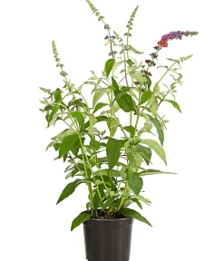 Dehner Laubgehölze|Flieder > Sommerflieder 'Flower Power'