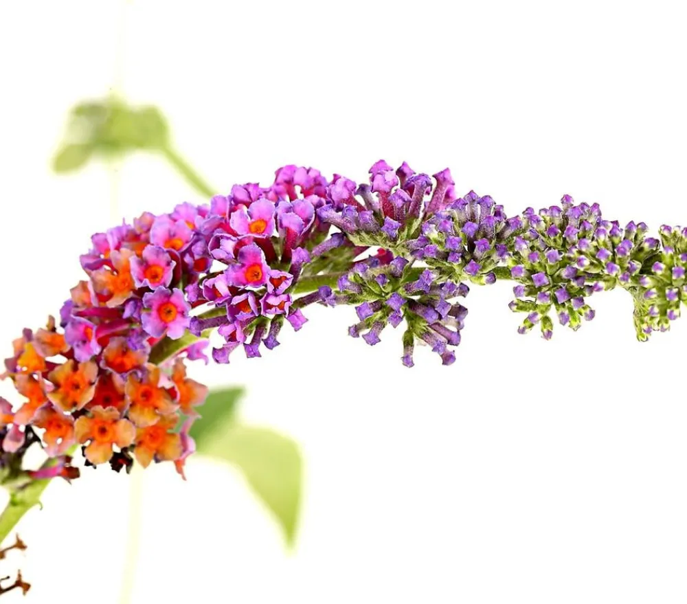Dehner Laubgehölze|Flieder > Sommerflieder 'Flower Power'