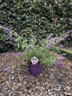 Sommerflieder - Schmetterlingsstrauch 'Berries and Cream' Discount